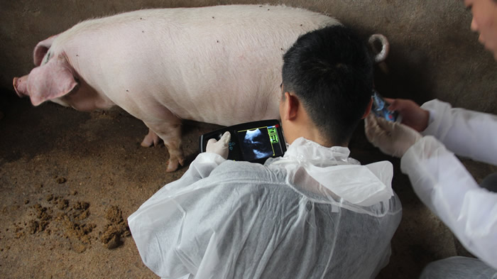 便攜式豬用B超,便攜豬用B超,便攜豬用B超機,豬用B超機特點,豬用B超機用途,豬用B超機如何操作