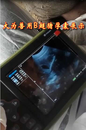 便攜式豬用B超,便攜豬用B超,便攜豬用B超機,豬用B超機特點,豬用B超機用途,豬用B超機如何操作