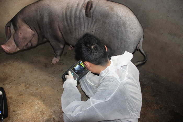 便攜式豬用B超,便攜豬用B超,便攜豬用B超機,豬用B超機特點,豬用B超機用途,豬用B超機如何操作
