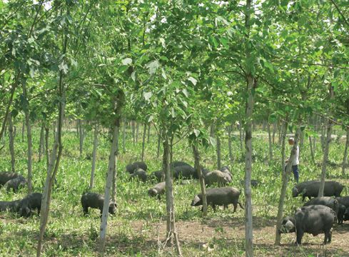 獸用B超機(jī),獸用b超,獸用孕檢B超,豬用B超機(jī),林下養(yǎng)豬
