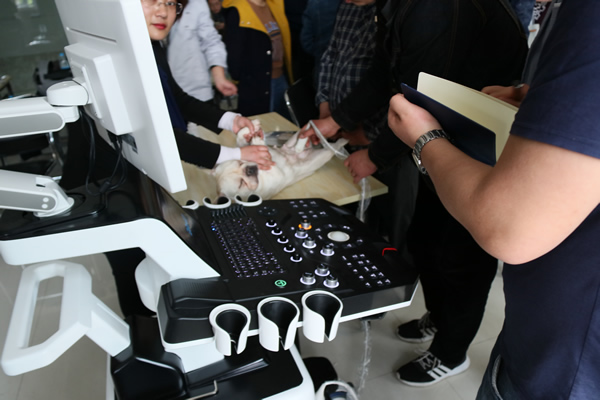 小法牛享受著大為醫療寵物彩超的檢查，一點排斥感都沒有。可見機器對寵物的舒適度很合適。