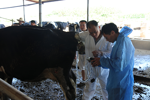 獸用B超機(jī)現(xiàn)場(chǎng)操作圖